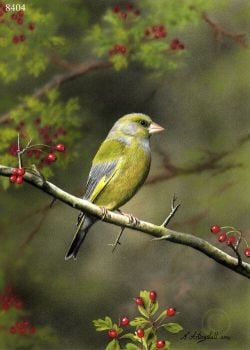 Greenfinch - Limited Edition Print By Nigel Artingstall