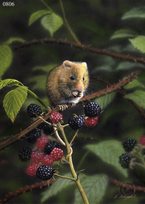 Harvest Mouse - Limited Edition Print By Nigel Artingstall