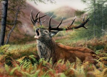 Highland Red - Red Deer Stag - Limited Edition Print By Nigel Artingstall
