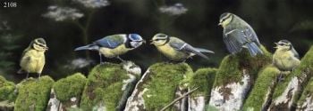 Hungry Brood - Blue Tits - Limited Edition Print By Nigel Artingstall