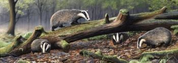 In The Fading Light - Badgers - Limited Edition Print By Nigel Artingstall