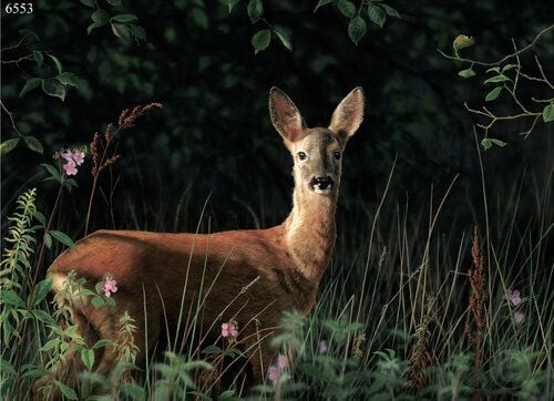 Into The Light - Roe Deer - Limited Edition Art Print by Nigel Artingstall