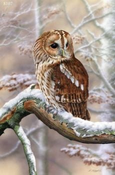 Keeping Watch - Tawny Owl - Limited Edition Print By Nigel Artingstall