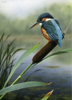 Kingfisher - Limited Edition Print By Nigel Artingstall