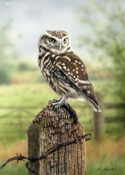 Little Owl - Limited Edition Print By Nigel Artingstall