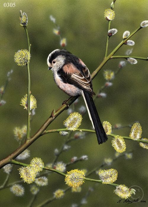 Long Tailed Tit - Limited Edition Print By Nigel Artingstall
