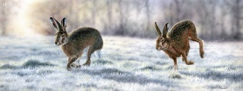 Meadow Frost - Brown Hares - Limited Edition Print By Nigel Artingstall