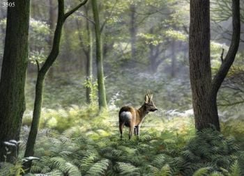 Morning Light - Roe Deer Buck - Limited Edition Print By Nigel Artingstall
