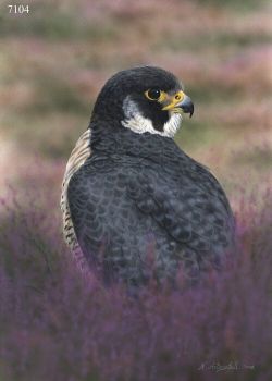 Peregrine - Limited Edition Print By Nigel Artingstall