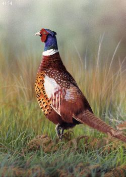 Pheasant - Limited Edition Print By Nigel Artingstall