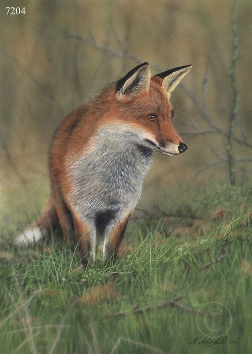 Red Fox - Limited Edition Print By Nigel Artingstall