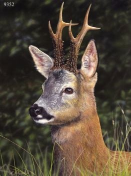 Roe Buck - Deer - Limited Edition Print By Nigel Artingstall