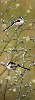 Spring Willow - Long-Tailed Tits - Limited Edition Print By Nigel Artingstall