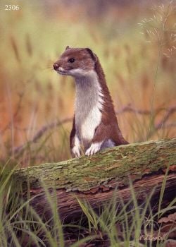Stoat - Limited Edition Print By Nigel Artingstall