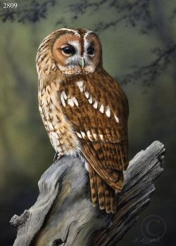 Tawny Owl - Limited Edition Print By Nigel Artingstall