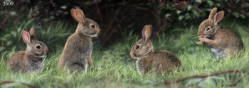 At The Bramble Patch - Baby Rabbits - Limited Edition Print By Nigel Artingstall