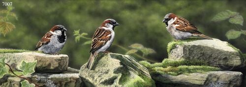 The Meeting Place - House Sparrows - Limited Edition Print By Nigel Artings