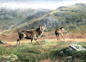 Victory Call - Red Deer Stags - Limited Edition Print By Nigel Artingstall