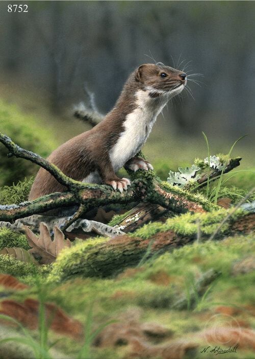 Weasel - Limited Edition Print By Nigel Artingstall