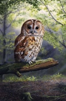 Woodland Refuge - Tawny Owl - Limited Edition Print By Nigel Artingstall