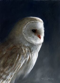 Barn Owl - Limited Edition Art Print By Jeremy Paul