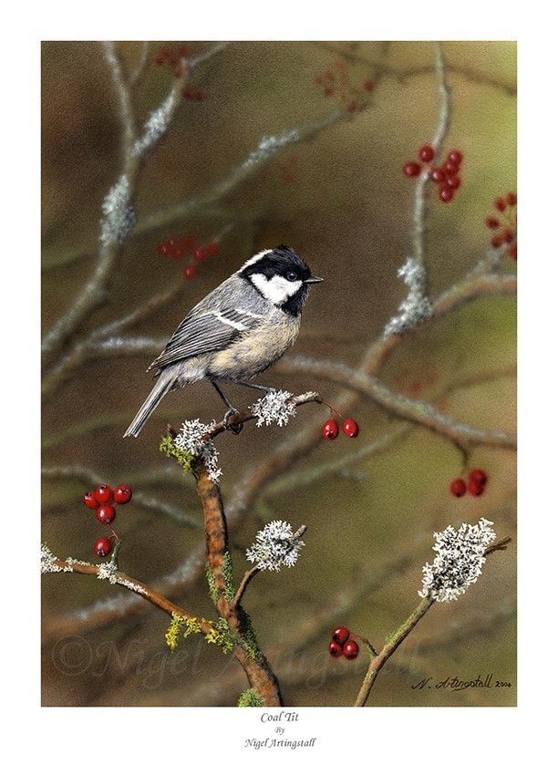 Coal Tit - Autumn - Nigel Artingstall Limited Edition (Last One Remaining)