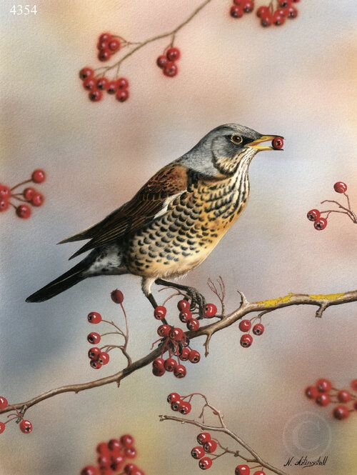 Fieldfare+4354
