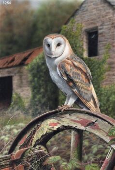 Barn Owl - Limited Edition Print By Nigel Artingstall