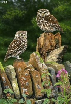 Little Owls - Limited Edition Print By Nigel Artingstall
