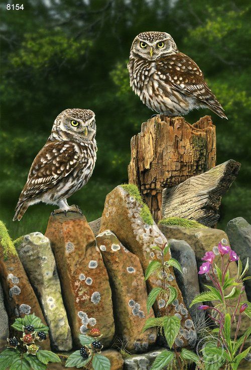 Little Owls - Limited Edition Print By Nigel Artingstall