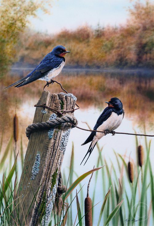 Swallows - Limited Edition Print By Nigel Artingstall