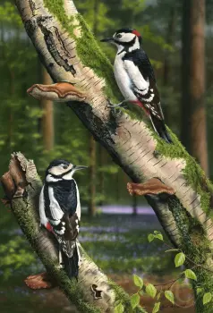 Great Spotted Woodpeckers - Limited Edition Print By Nigel Artingstall