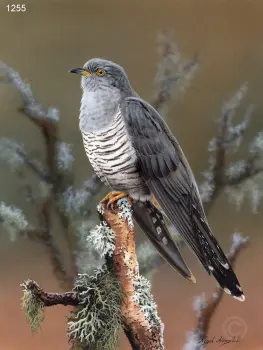 Cuckoo - Limited Edition Art Print By Nigel Artingstall