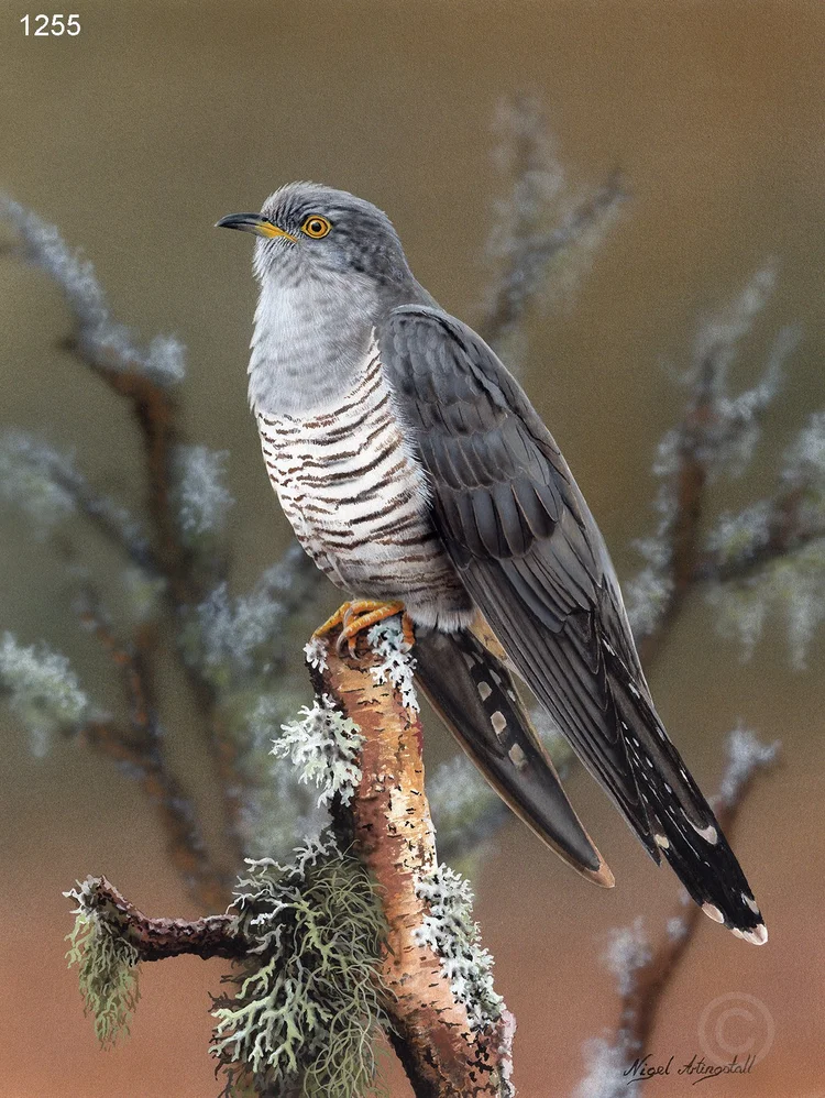 Cuckoo - Limited Edition Art Print By Nigel Artingstall