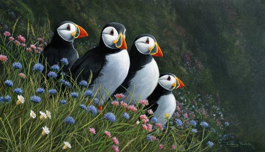 Puffins - Summer Visitors - Limited Edition Print By Jeremy Paul