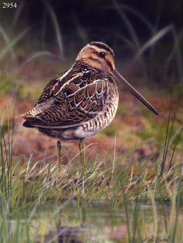 Snipe - Limited Edition Print By Nigel Artingstall