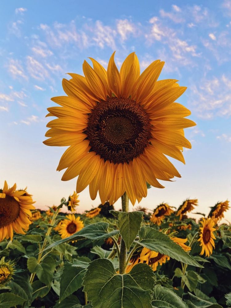 Sunflower Trivet Template - Digital Download