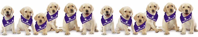 Bark for Life