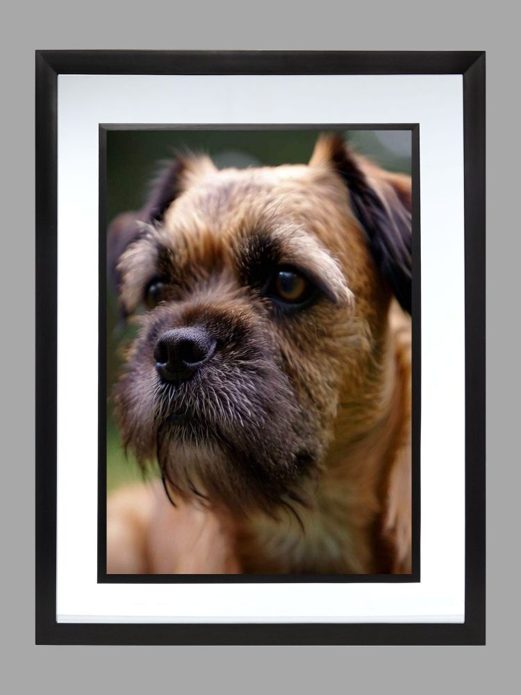 Border Terrier Dog Poster Print
