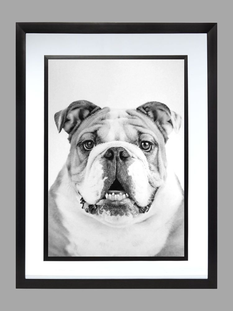 British Bulldog Poster Print