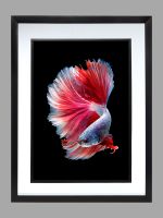 Siamese Fighting Beta Fish Poster