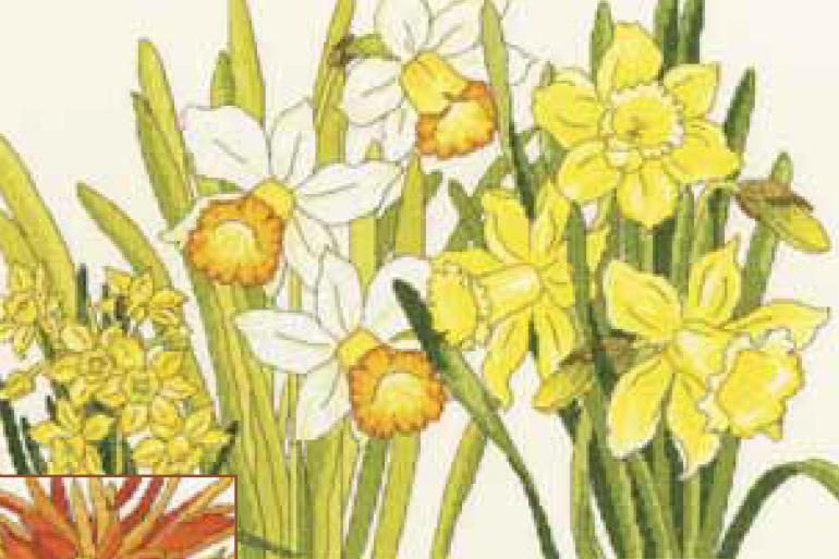 Bothy threads XBD10 embroidery counted cross stitch range - Daffodil blooms