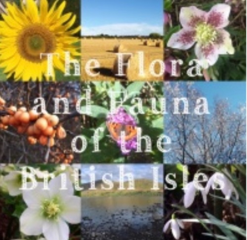 1. Flora and Fauna Yarn Club 2021 - Months 7-9