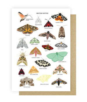 British Moths Card