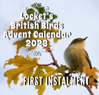Pre-Order 1st Payment for 2023 Advent Calendar - British Birds