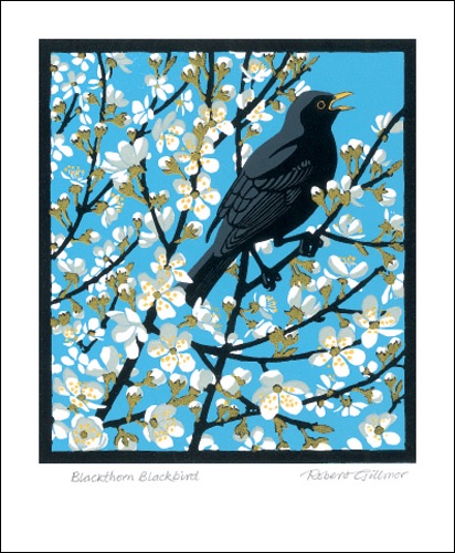 Blackthorn Blackbird Linocut by Robert Gillmor blank card