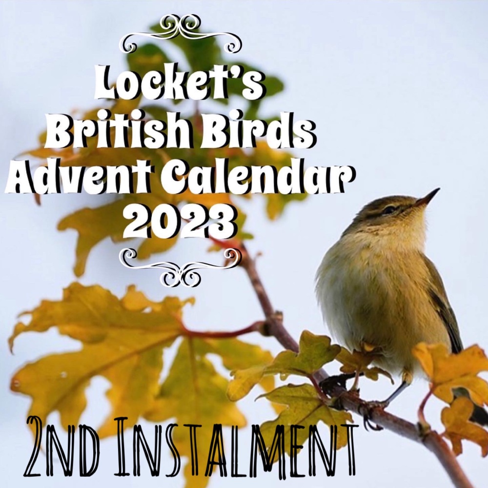 Pre-Order 2nd Payment for 2023 Advent Calendar - British Birds