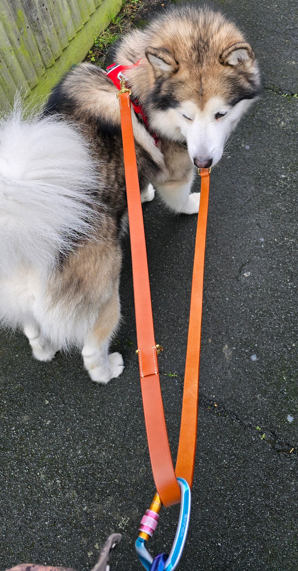 Alaskan Malamute