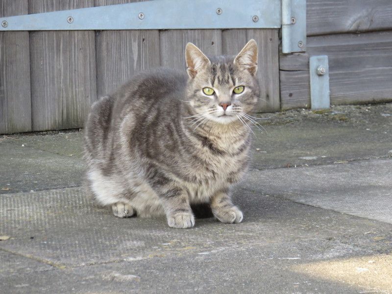 Dennis the fox cottage cat