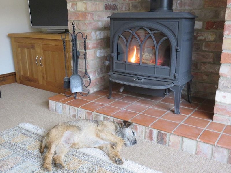 Hovis the border terrier at fox cottage